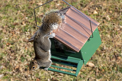 Squirrel Resistant Bird Feeder