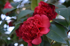 Camellia Blossoms.