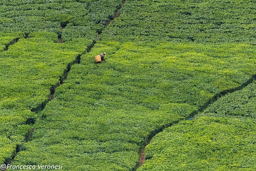 Tea plantation - Mt.Kenya CD5A1196