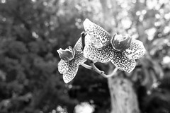 047/366: gift from the tree: phalaenopsis orchid in suspense