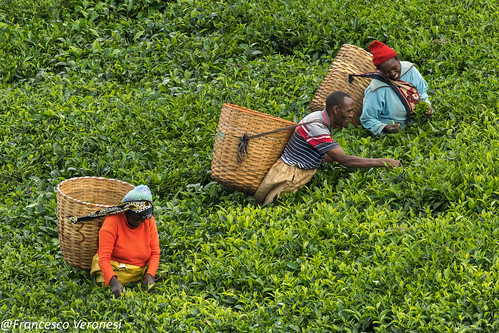 Tea plantation - Mt.Kenya CD5A1217