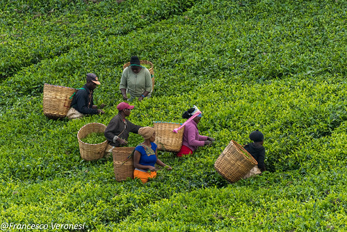 Tea plantation - Mt.Kenya CD5A1209