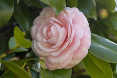 Camellia Flower