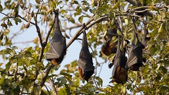 Relaxed fruit bats