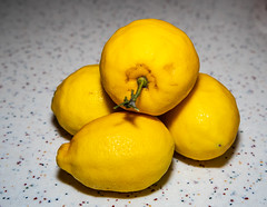 2020-047  Picked Lemons