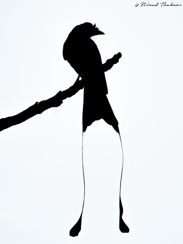 Greater Racket-tailed Drongo (Silhouette) • <a style="font-size:0.8em;" href="http://www.flickr.com/photos/59465790@N04/49549588872/" target="_blank">View on Flickr</a>