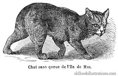 Anglų lietuvių žodynas. Žodis manx cat reiškia manx katė lietuviškai.