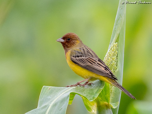 Red-headed Bunting (Lifer) • <a style="font-size:0.8em;" href="http://www.flickr.com/photos/59465790@N04/49555237546/" target="_blank">View on Flickr</a>