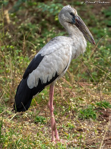 Asian Openbill • <a style="font-size:0.8em;" href="http://www.flickr.com/photos/59465790@N04/49555483962/" target="_blank">View on Flickr</a>
