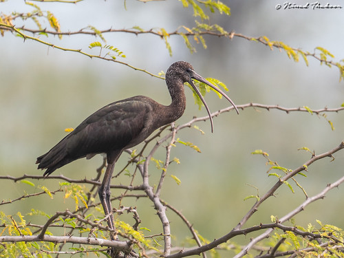 Glossy Ibis • <a style="font-size:0.8em;" href="http://www.flickr.com/photos/59465790@N04/49555484327/" target="_blank">View on Flickr</a>
