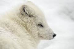Arctic Fox in Snow