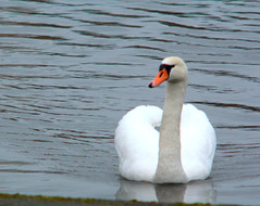 Mute Swan, Knölsvan