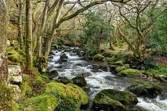 River Plym on Dartmoor