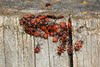 Pyrrhocoris apterus [Pyrrhocoridae- Red Bugs]