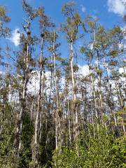 Big Cypress National Preserve