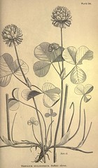 Anglų lietuvių žodynas. Žodis trifolium stoloniferum reiškia <li>trifolium stoloniferum</li> lietuviškai.