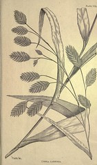 Anglų lietuvių žodynas. Žodis forage-plant reiškia pašarinių augalų lietuviškai.