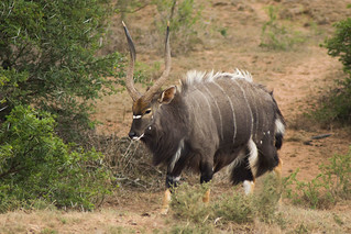 South Africa Hunting Safari31