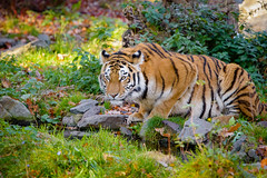 Anglų lietuvių žodynas. Žodis panthera tigris reiškia <li>panthera tigris</li> lietuviškai.