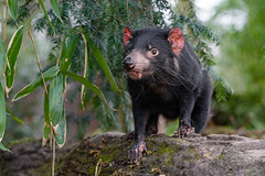 Anglų lietuvių žodynas. Žodis tasmanian devil reiškia tasmanijos velnias lietuviškai.
