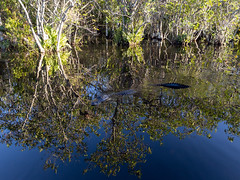 Coopertown Airboat Tour