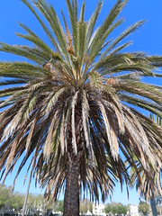 February 24: Palm Tree - Number 55