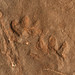Tetrapod footprints (Sangre de Cristo Formation, Lower Permian; El Pueblo site, Upper Pecos Valley, New Mexico, USA) 4