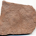 Myriapod tracks (Sangre de Cristo Formation, Lower Permian; El Pueblo site, Upper Pecos Valley, New Mexico, USA) 3