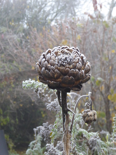 November - frozen artichoke