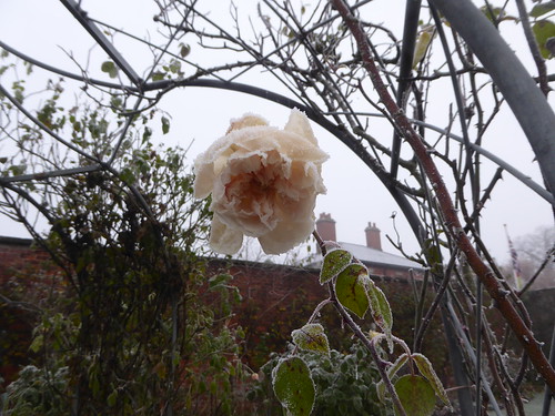 November - frosted rose