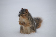 Fox Squirrels on a Snowy Late Winter