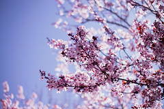 cherry blossom season [Day 4074]