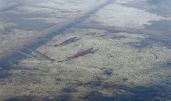 Sockeye Salmon Swimming in Byers Lake (Denali State Park)