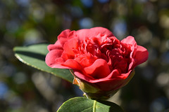 Pink Winter Rose (Camellia).