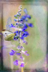 Blue Salvia and Small White Butterfly