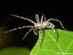 Nursery Web Spider (Dendrolycosa sp. nr. duckitti)