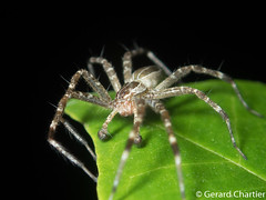Nursery Web Spider (Dendrolycosa sp. nr. duckitti)