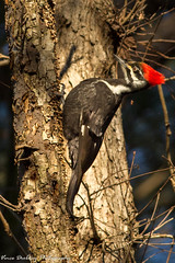 Pileated Woodpecker-3-0224-2