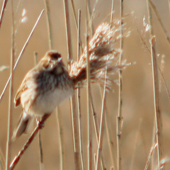 Common reed bunting, Emberiza schoeniclus, Sävsparv