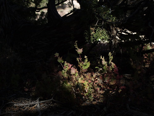 bigseed goosefoot, Chenopodium simplex