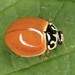 Polished Lady Beetle - Cycloneda munda
