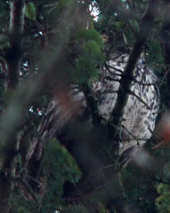 Berguv, Bubo bubo, Eurasian eagle-owl