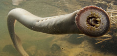 Anglų lietuvių žodynas. Žodis freshwater eel reiškia gėlavandenių upinių lietuviškai.