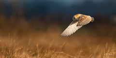 Early Morning Flight - Barn Owl - Tyto alba