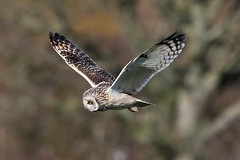 Short eared Owl Cheshire 010320a