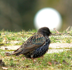 Common Starling, Sturnus vulgaris, Stare