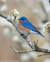 Eastern Bluebird in Plum Tree