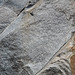 Granodiorite (Barre Pluton, Devonian, ~380 Ma; roadcut next to Rock of Ages Quarry, Graniteville, Vermont, USA) 3