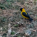 Black-and-yellow Grosbeak