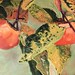 Persimmons after the Rain 20" x 24" sold